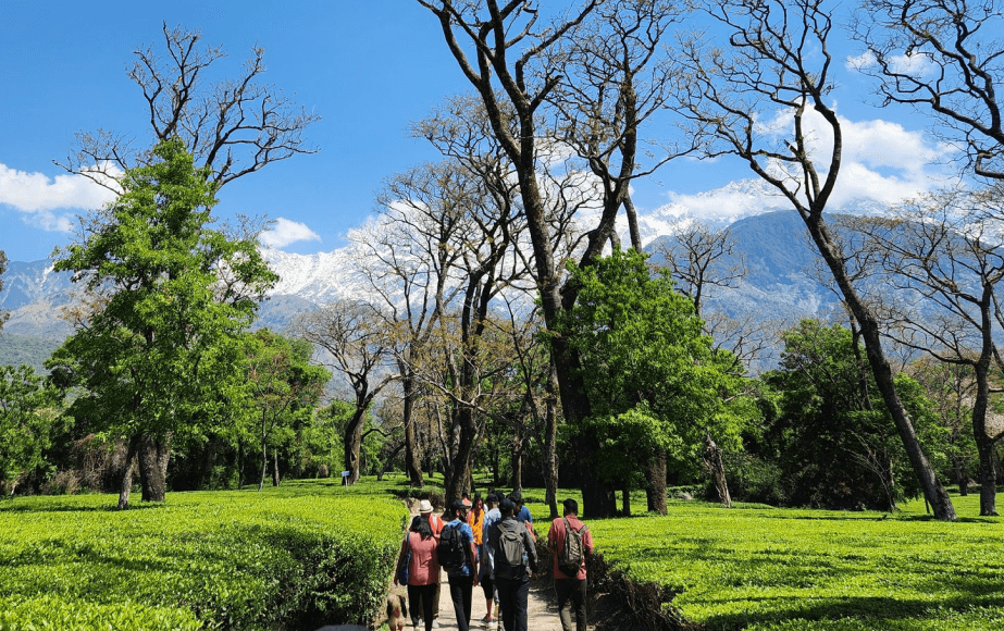 Tea Estate Walk