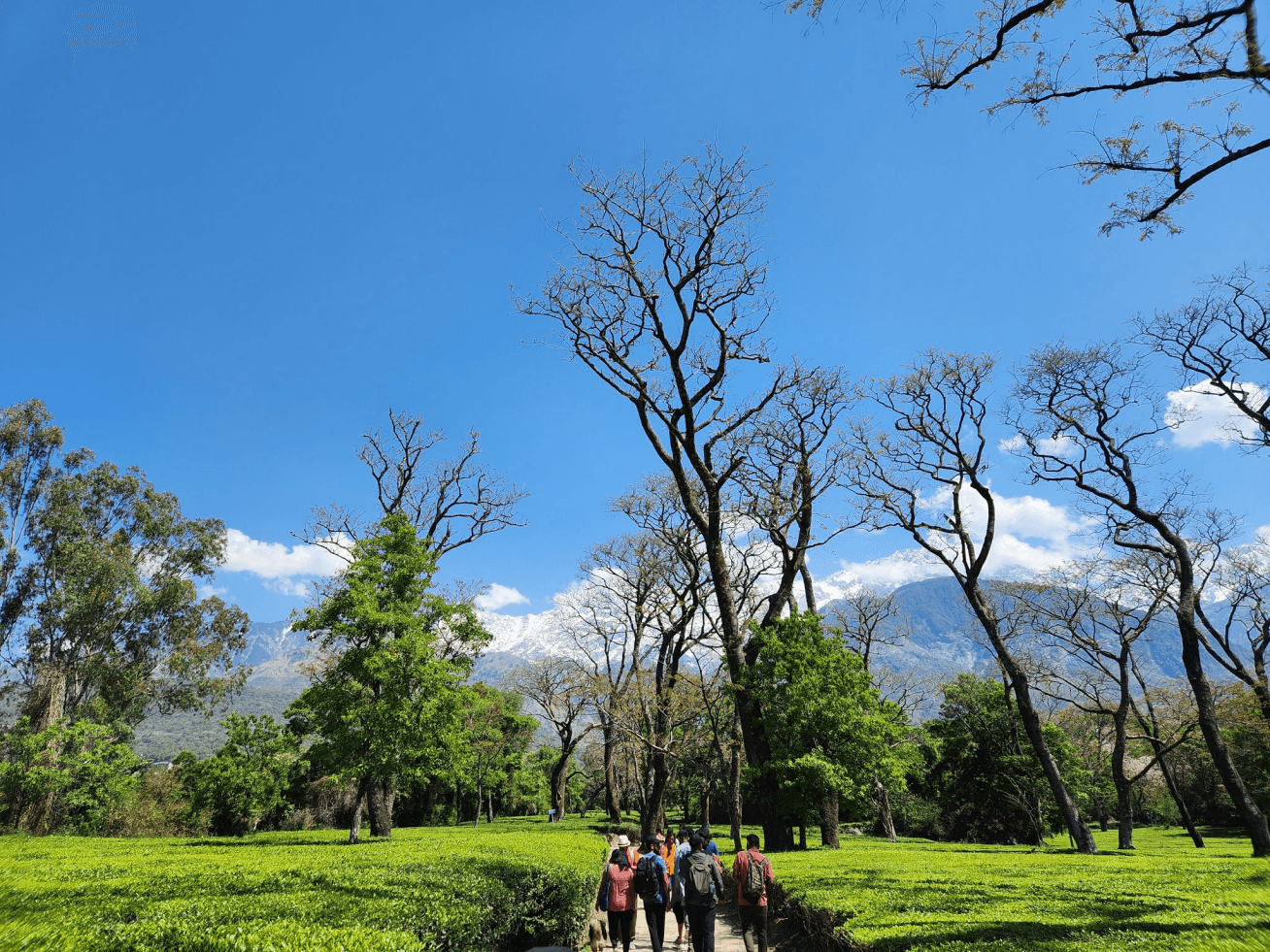 Tea garden - 10 minutes walk away from AltSpace